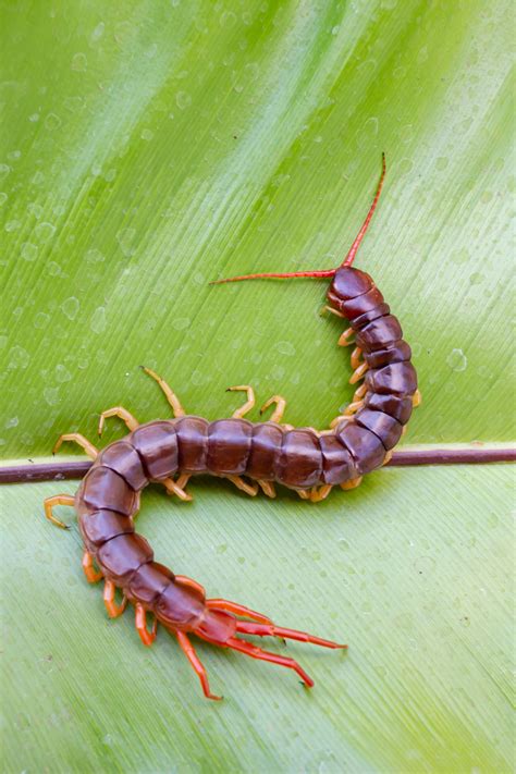 what does a centipede symbolize